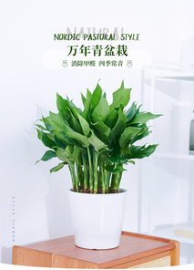 宁波北仑花卉出租哪家好？答案就在这里！