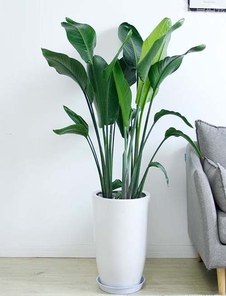 深挖宁波镇海绿植租摆方案，打造魅力绿植世界