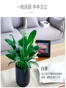 想找宁波海曙好的绿植租赁？这些要点要知道